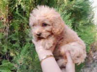 Maltipoo Dişi Erkek Mevcut