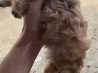 Çok güzel dişi erkek maltipoo yavrular