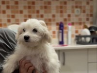 Son maltese bebeğimiz