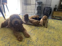 Toy poodle 2 erkek yavru sahiplendirilecek mesaj at