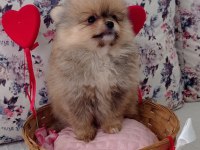 Dünyalar Güzeli Pomeranian Bo Dişi Yavru
