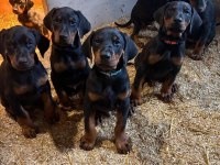 İnsan Ayırt Etmeden İnfaz Emri Veren Doberman