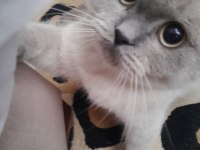 British shorthair tatlı kedimiz