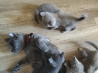 Mavi gözlü British shorthair yavrular sahiplendirilcektir