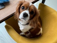1 Yaşında Cavalier King Charles