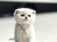 IRK VE SAĞLIK GARANTİLİ SCOTTİSH KEDİLER