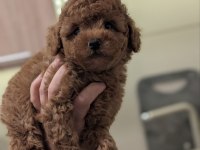 Toy Poodle Puppy