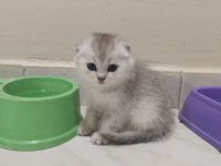 Sahibinden scottish fold