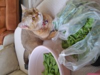 Dişi golden british shorthair