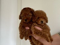 KG GARANTİLİ TOYPOODLE YAVRULAR HER YERE GÖNDERİLİR