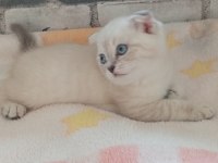 3 erkek kardeş 50 günlük