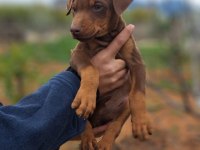 KİNG DOBERMAN YAVRULARİMİZ