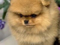 TEDDY BEAR POMERANİAN YAVRULARI