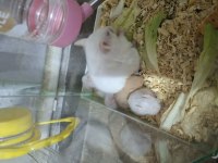 Yavru Suriye Hamsterları