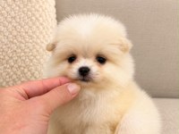 Kar Beyaz Pomeranian Boo 