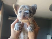 New Shade Isabella Tan Merle Fluffy Erkek French Bulldog