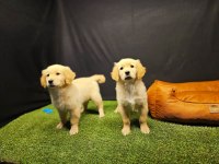 Club K9 Güvencesiyle Safkan Golden Retriever Yavruları