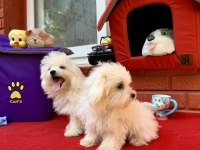 MALTESE TERRİER