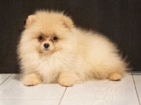 Show kalite pomeranian yavrular ziyarete açık