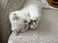 scottish fold beyaz