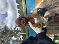 Toy Poodle Bebekleri