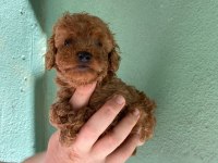 Irk ve sağlık garantili toy poodle yavrularım