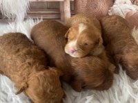 Uygun fiyata original poodle yavruları