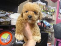 Maltipoo Dişi Erkek
