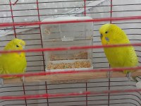 Cins Yumurtalı Yavrulu Çift Muhabbet Kuşu Çift