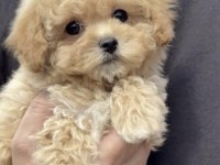 Köpeğimiz Toy Poodle