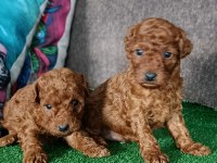 Toy poodle yavrularımız