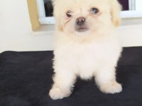Pekines yavrularımız
