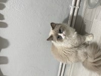 Dost canlısı ragdoll kedimiz