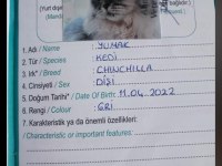 Chinchilla kedimizi sahiplendirme