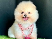 Safkan Pomeranian Boo Bebekler