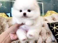 Ayicik Surat Boo Pomeranian Yavrularımız