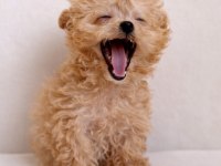 Aşılı Toy Poodle Yavrular Yeni Ailesini Bekliyor