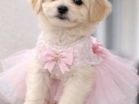 Maltipoo yavrum 55 günlük