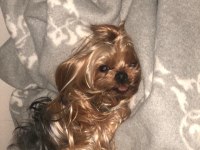 Orjinal Minyatür Yorkshire Terrier Yavrular