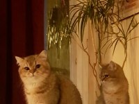 Efso ikiz kediler TRUFFLES ve OLLIE (beraber veya tek)