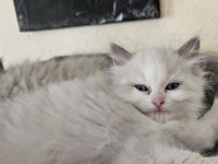 İki Adet Erkek Ragdoll Blue Bicolor Yavrumuz Kaldı