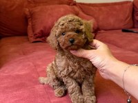 Toy poodle sıfır boy yavrular kore kan
