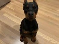 Doberman Kızıl ve Siyah Yavrularım