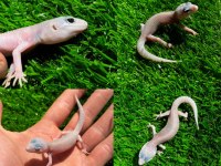 Leopard geckolar