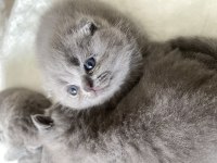 Dişi scottish fold