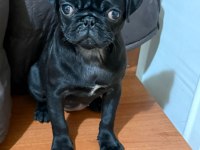 PUG YAVRULARIMIZ