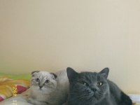 Dişi british shorthair 1 yaşında
