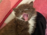 British Longhair Chocolate Bicolor