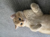 Çok sakin oyuncu british shorthair