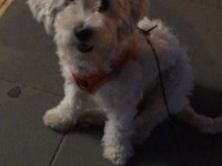 Terrier kızımız Lina yeni yuvasını arıyor